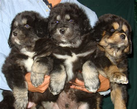 White Tibetan Mastiff Puppies For Sale
