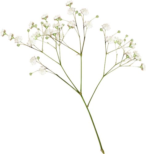 plants flower white aesthetic png editpng... Free for commercial use no attribution required high quality images.