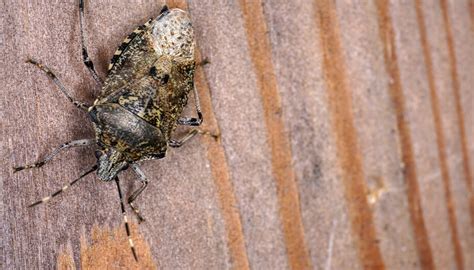 How To Get Rid Of Stink Bugs Sentinel Pest Control