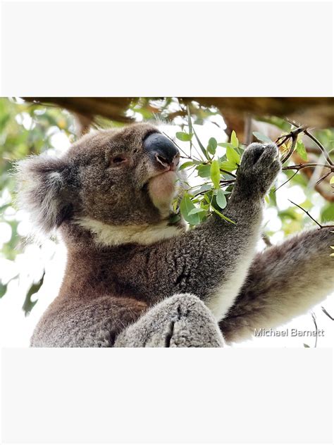 Mallacoota Koala Poster For Sale By Mikeybear Redbubble