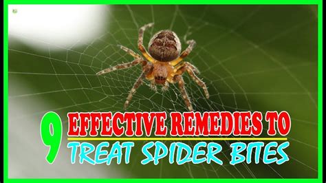 How To Get Rid Of Brown Recluse Naturally Ideas Do Yourself Ideas