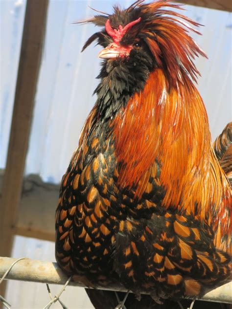Horned Rooster