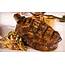 $38 For Steak House Entrees Two At VooDoo Up To $76 Value 