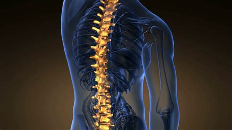 The human back is composed of a complex structure of muscles, ligaments, tendons, disks, and bones, which work together to support the body and enable us to move around. Vertebral Column | Medatrio