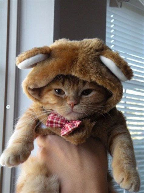 I Can Has Cheezburger Hat Page 2 Funny Internet Cats Cat Memes