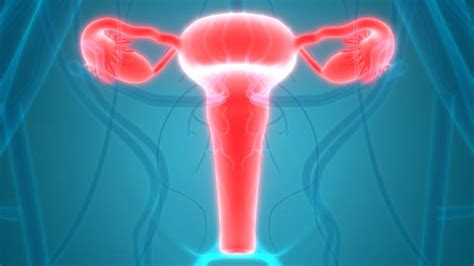 Top 60 Female Reproductive System Clip Art Vector Graphics And