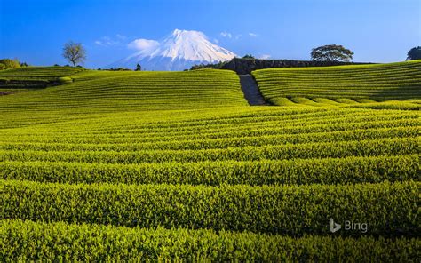 Japanese Green Tea Plantation And Mt Fuji Shizuoka Japan