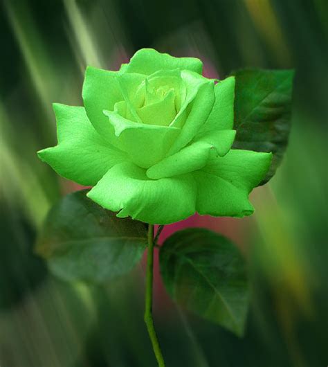 True Green Roses Artline Feel The Creation