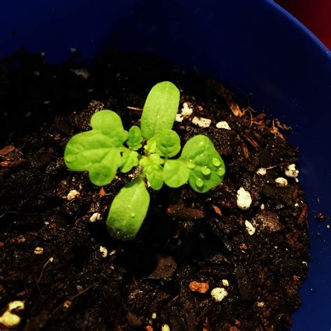 Dwarf tomato plants are smaller versions of cherry tomato plants. Tiny Tim Tomato seedling : tomatoes