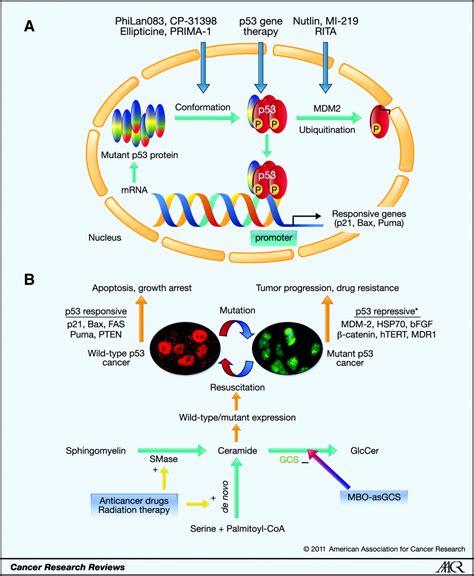 Resuscitating Wild-Type p53 Expression by Disrupting Ceramide