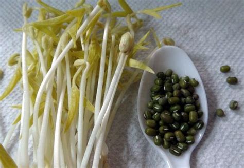 Kacang hijau merupakan salah satu kacang yang tidak hanya bermanfaat untuk dibuat makanan bubur kacang hijau saja, tetapi kacang hijau ini bermanfaat untuk kecantikan kesehatan bahkan sampai pada kesuburan baik untuk wanita maupun untuk pria. Makan taoge mempercepat kehamilan