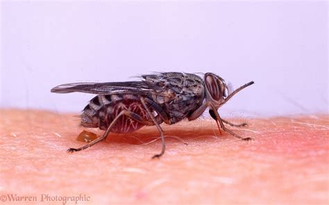 Tsetse Fly Biting Photo WP