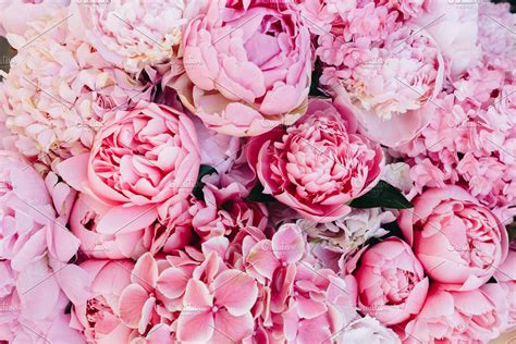 Pink Peonies Background High Quality Nature Stock Photos