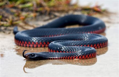 Red Bellied Black Snake Pseudechis Porphyriacus