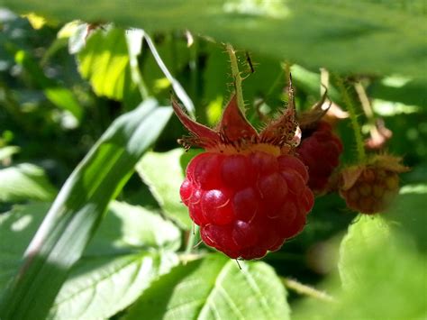 Wild Raspberry Free Stock Photo - Public Domain Pictures