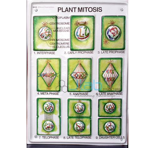 Mother cell during cytokinesis (example in bellevalia) that follows up the actual mitosis, the cytoplasm of the daughter cells is divided by a cell membrane (and in plants also a cell. Plant Mitosis Model India, Plant Mitosis Model ...
