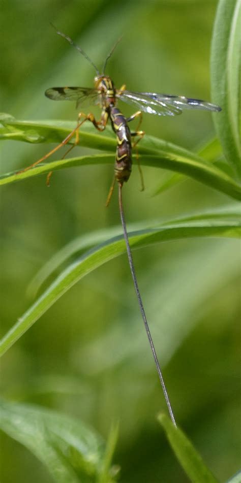 Are there flying insects in horses? What Is This Wasp With a 4 Inch Long Thready Tail ...