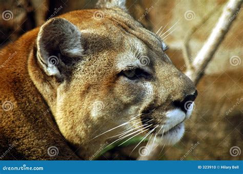 Male Cougar Stock Photo Image Of Mammal Wild Puma Secretive 323910
