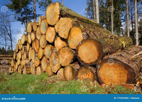 Pile Of Tree Stems In The Forest Stock Image Image Of Organic Pile