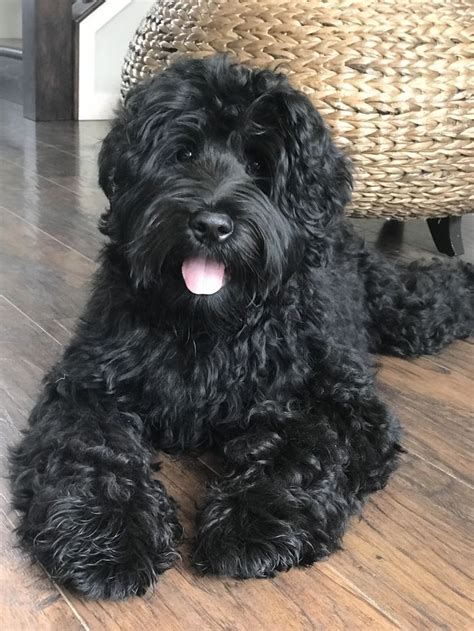 See our australian labradoodle puppies for sale and fill out an adoption application. Pin by Brickhaven Labradoodles on Brickhaven Labradoodles ...