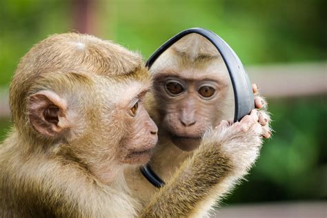 Social Behaviour In Primates Studyandscore