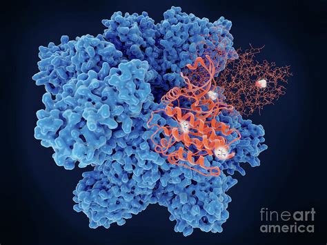 Calcium Calmodulin Dependent Protein Kinase Ii Photograph By Juan