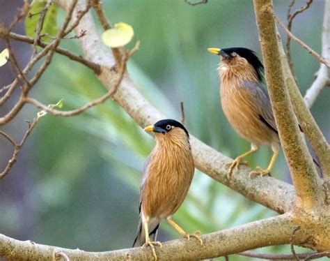 Arunachala Birds Brahminy Starling