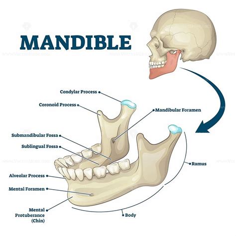 Mandible Jaw Bone Labeled Anatomical Structure Scheme Vector Illustration Anatomy Bones