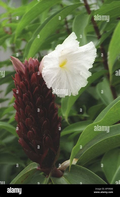 A Spectacular Flower Ghana West Africa Stock Photo Alamy