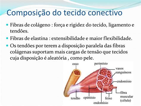 Quais As Estruturas Responsáveis Por Detectar Alterações No Comprimento Muscular