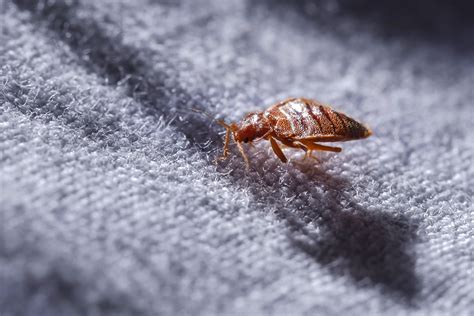 How To Spot Bed Bugs In Your Hotel Room Reader S Digest