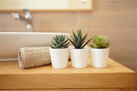 5 Best Succulents In The Bathroom Care Decor And Tips Planters Etc