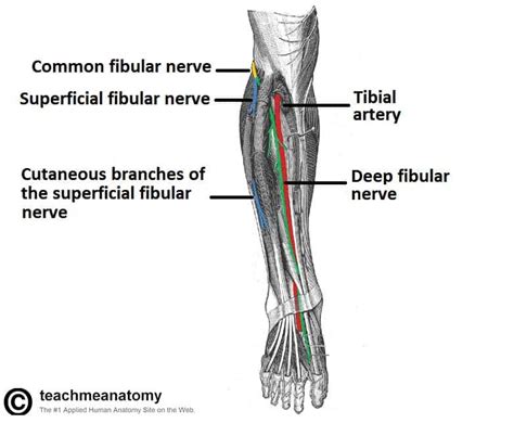 The Superficial Fibular Nerve Course Motor Teachmeanatomy