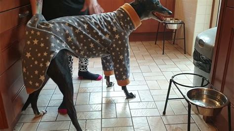 How To Take Jammies Off Your Greyhound Youtube