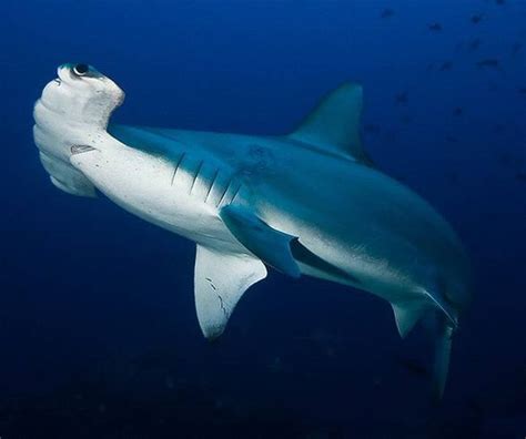 Hammerhead Shark Fish With Exceptional Head