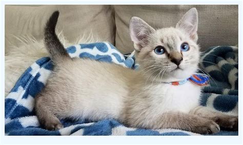 From the time our kittens are 2 days old, we spend many hours with the mom cat and her baby kittens. CatBreeds: Lynx Point Siamese Kittens For Sale Near Me