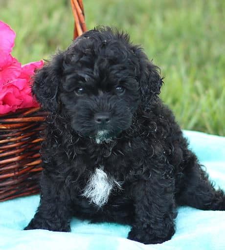 Pomapoo Puppies For Sale Adopt Your Puppy Today