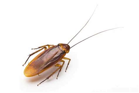 10 Cockroach Brains 10 Weirdest Sources For Antibiotics Howstuffworks