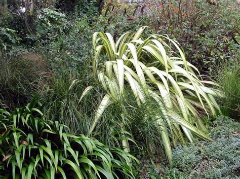 Black mondo grass, carex comans frosted curls, carel testacea, dianella nigra, flax phormium cookianum, phormium cream delight, phormium dark delight. Flax (Phormium) Cream Delight | Native garden, Native ...
