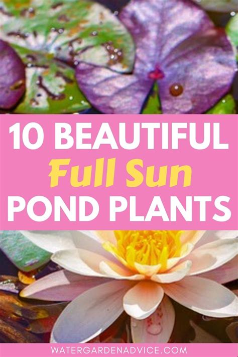 10 Best Pond Plants For Full Sun In 2023 Pond Plants Bog Plants