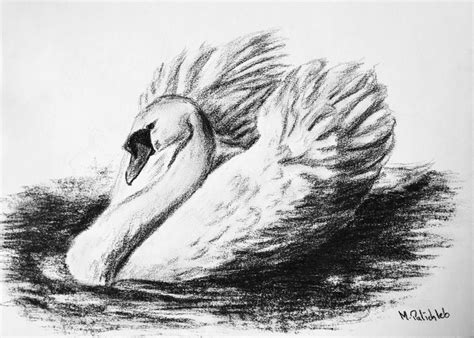 Swan Drawing By M Palichleb Art Artmajeur