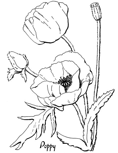 Poppy Coloring Page For Adults The Graphics Fairy