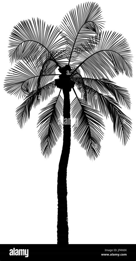 Exotic Palm Tree Stock Vector Image And Art Alamy