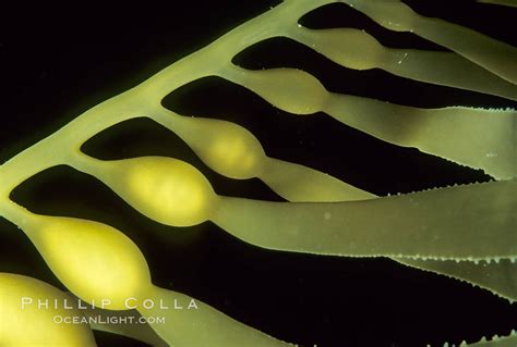 Giant Kelp Macrocystis Pyrifera California 02126