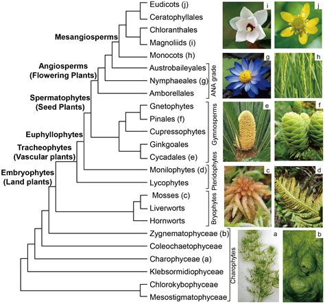 Diversity Free Full Text The Molecular Phylogeny Of Land Plants