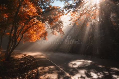 Rays Of Sunlight Falling Through Autumn Trees Stock Image Image Of