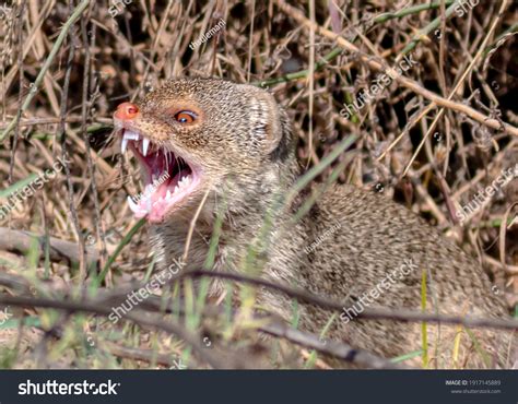 393 Small Indian Mongoose Images Stock Photos And Vectors Shutterstock