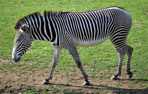 Egyptian Zoo Paints Donkey Black And White Tries To Pass It Off As Zebra