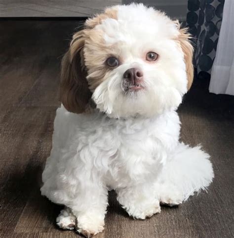 Shichon 7 Amazing Facts About Teddy Bear Dog