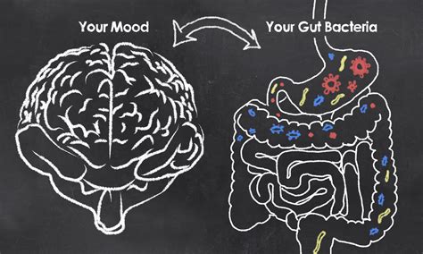 The Relationship Between Stress And Gut Microbiota Aim